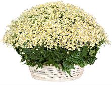Цветочная композиция из Ромашки в корзине #REPLACE_PRED# Курильске